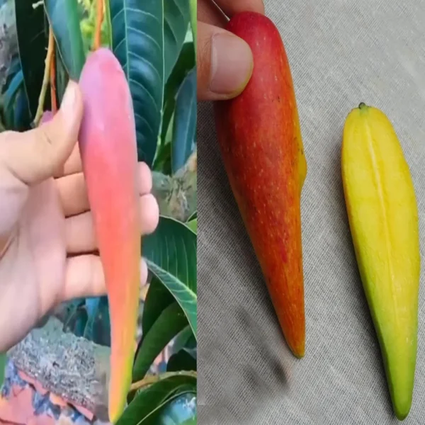 Chili Lajiao Mango Aam Grafted Fruit Live Plant - Image 4