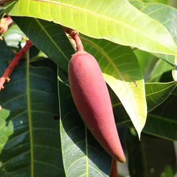 Chili Lajiao Mango Aam Grafted Fruit Live Plant - Image 3