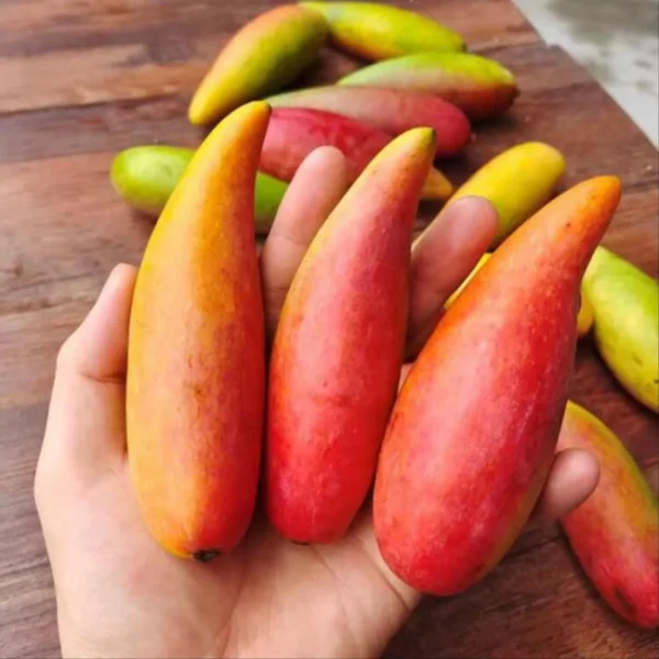 Chili Lajiao Mango Aam Grafted Fruit Live Plant - Image 2