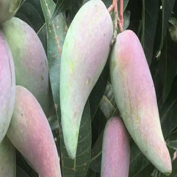 Chili Lajiao Mango Aam Grafted Fruit Live Plant - Image 5