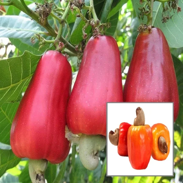 Vri 3 Kaju Cashew Nut Anacardium Fruit Live Plant