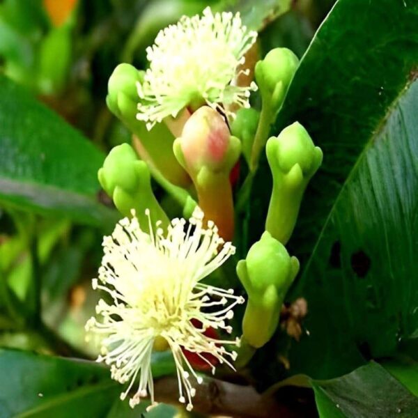 Cloves Organic