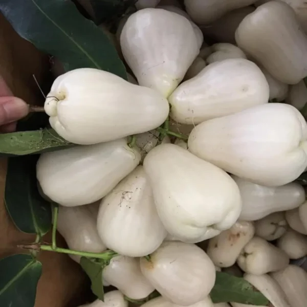 White Wax Apple Water Jamrul Chamba Layering/Grafted Fruit Live Plant - Image 4