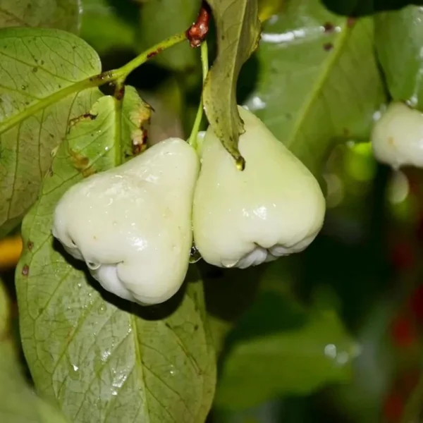 White Wax Apple Water Jamrul Chamba Layering/Grafted Fruit Live Plant - Image 5