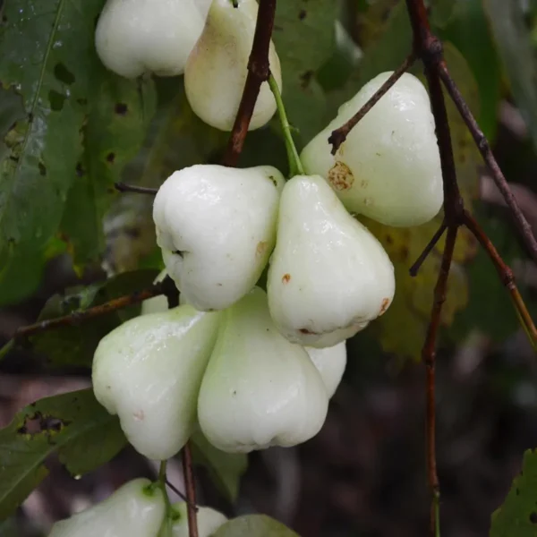 White Wax Apple Water Jamrul Chamba Layering/Grafted Fruit Live Plant - Image 2