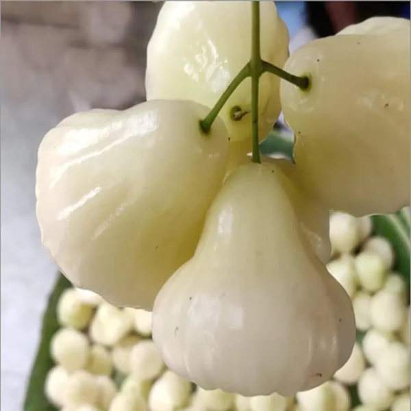 White Wax Apple Water Jamrul Chamba Layering/Grafted Fruit Live Plant - Image 3
