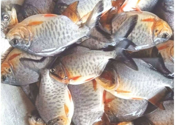 Rupchanda Fish Seeds (1k Line)