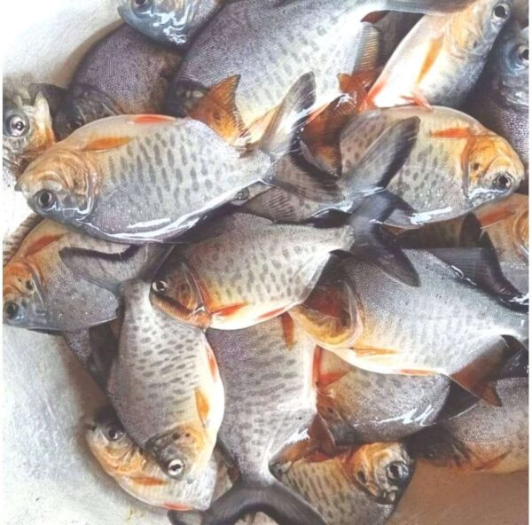 Rupchanda Fish Seeds (1k Line)