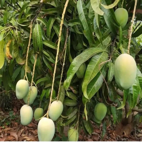 Jardalu Mango Aam Grafted Fruit Live Plant - Image 4