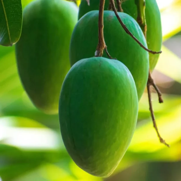 Jardalu Mango Aam Grafted Fruit Live Plant - Image 3