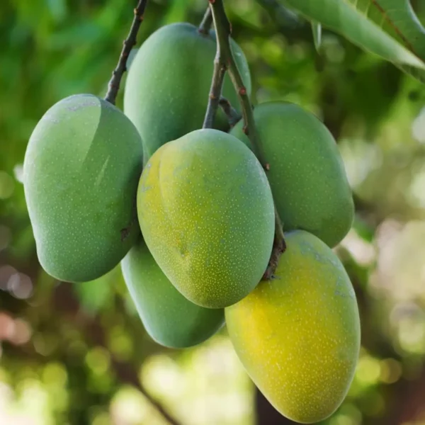 Jardalu Mango Aam Grafted Fruit Live Plant - Image 2