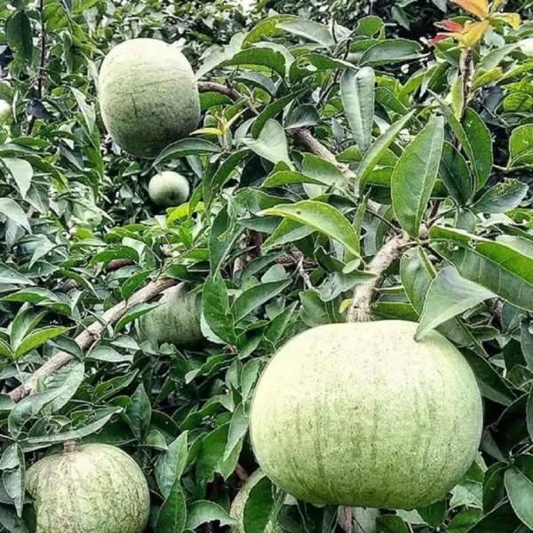 Thai Bel Bael Bilva Grafted Fruit Live Plant - Image 5