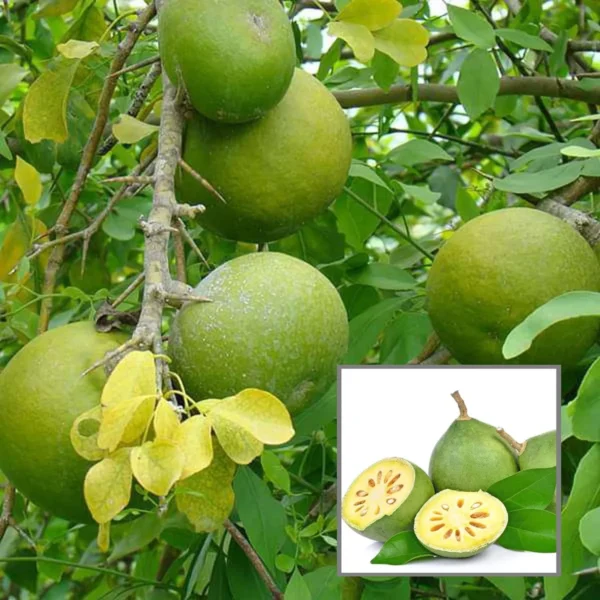 Thai Bel Bael Bilva Grafted Fruit Live Plant