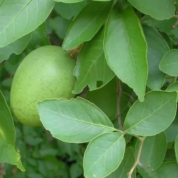 Thai Bel Bael Bilva Grafted Fruit Live Plant - Image 2