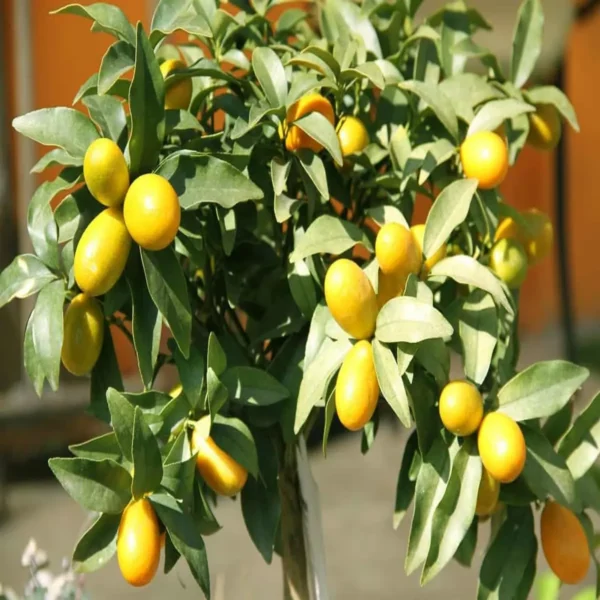 Nimbu Sweet Thai Kumquat Lemon Nimbu Grafted Fruit Live Plant - Image 4