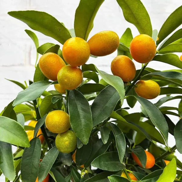 Nimbu Sweet Thai Kumquat Lemon Nimbu Grafted Fruit Live Plant - Image 2