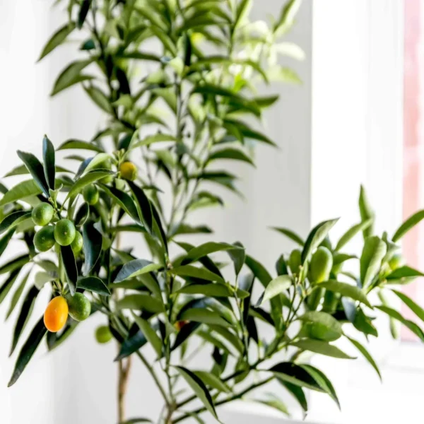 Nimbu Sweet Thai Kumquat Lemon Nimbu Grafted Fruit Live Plant - Image 3