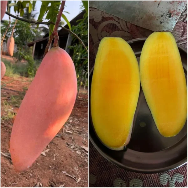 Red Ivory Mango Aam Grafted Fruit Live Plant - Image 2