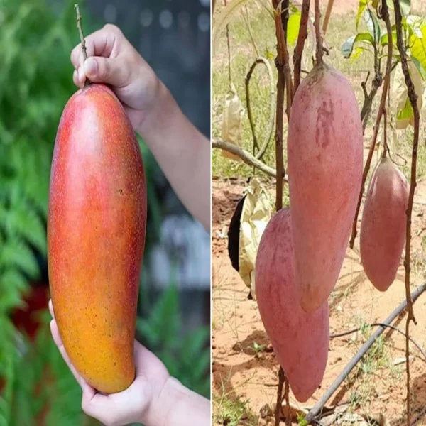 Red Ivory Mango Aam Grafted Fruit Live Plant