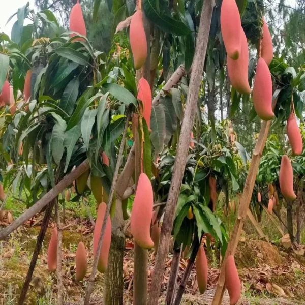 Red Ivory Mango Aam Grafted Fruit Live Plant - Image 4