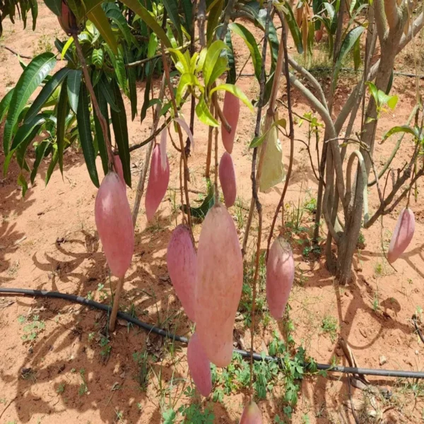 Red Ivory Mango Aam Grafted Fruit Live Plant - Image 3
