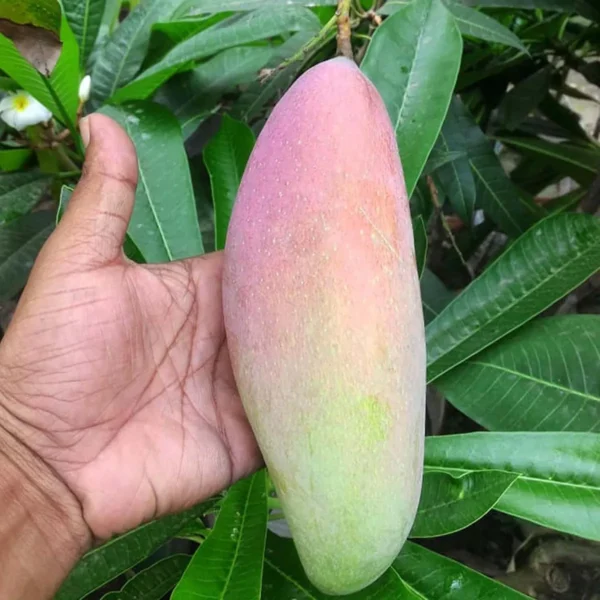 Thai Chiang Mai Mahachanok Mango Aam Grafted Fruit Live Plant - Image 2