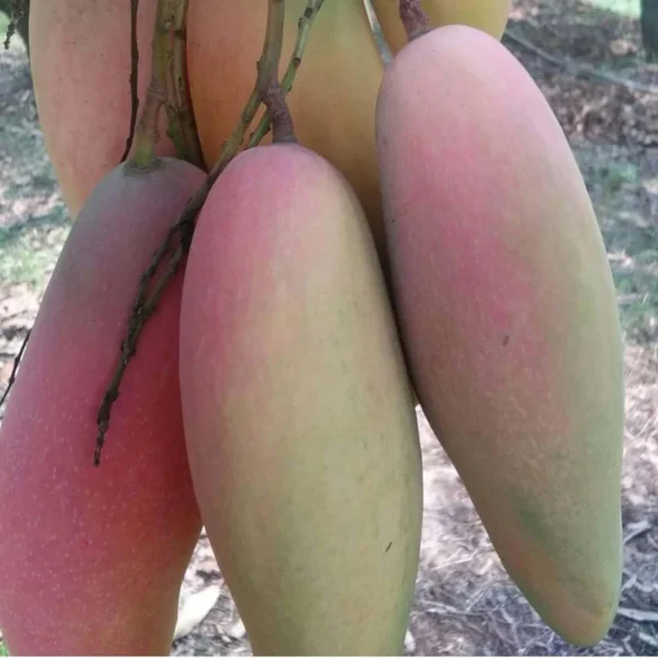 Thai Chiang Mai Mahachanok Mango Aam Grafted Fruit Live Plant - Image 3