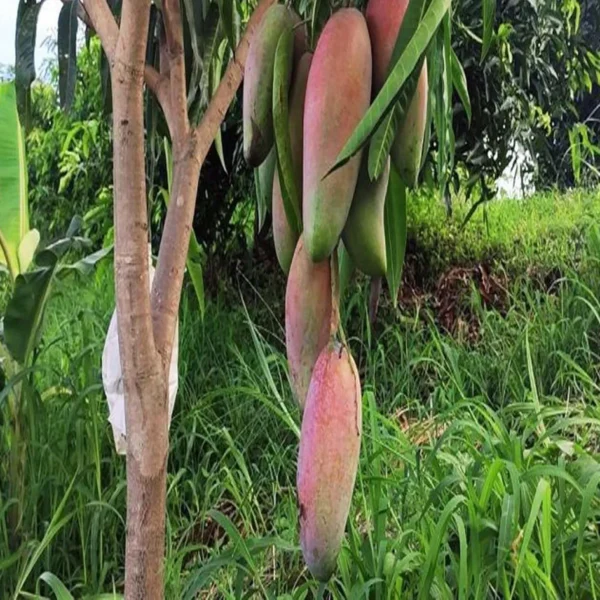 Thai Chiang Mai Mahachanok Mango Aam Grafted Fruit Live Plant - Image 4