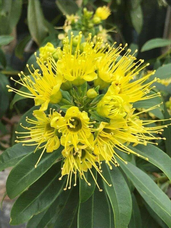 Golden Penda / Crimson Penda Fresh Organic Flower Plant / First Love Fresh Organic Flower Plant (Yellow) - Image 4