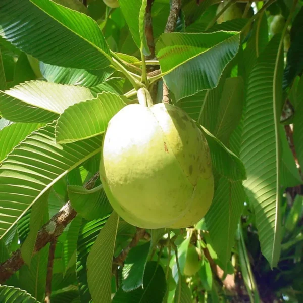 Elephant Apple Chalta Dillenia Indica Fruit Live Plant (1.5-3 Feet Height) - Image 4