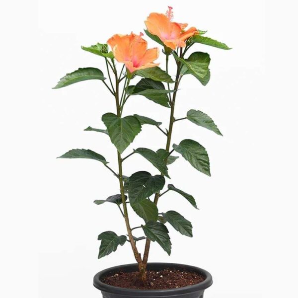 Pune Joba / Hibiscus, Gudhal Flower (Any Color) - Fresh Organic Flower Plant